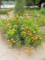 Lilium henryi (fam Liliacees) (Chine) (1) (Photo F. Mrugala)